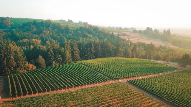 Colline del Prosecco da Conegliano: itinerario tra borghi, cantine e panorami UNESCO